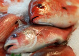 QSFISH