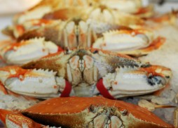 QSSHELLFISH