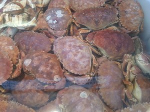 Rock Crab at Quality Seafood